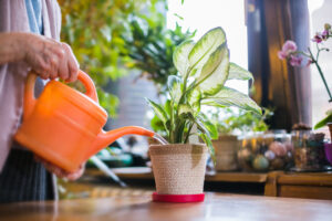 The Benefits of Houseplants | Meth-Wick Community Blog